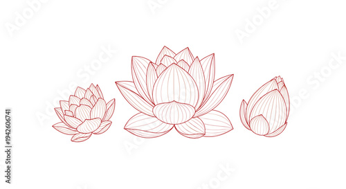 Elegant line art drawing of three lotus flowers at various stages of blooming in a minimalist style with fine details and a reddish brown color.
