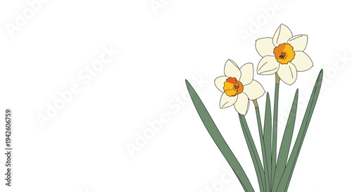 Two beautiful white narcissus flowers with bright orange centers and long green leaves shown in a simple clean illustration on a white background.