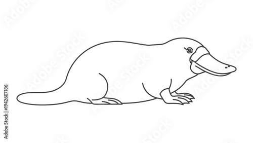 Platypus Outlined Illustration: A detailed line drawing showcases the unique form of a platypus, emphasizing its distinctive bill and body structure.
