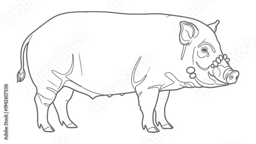 Wild Boar Illustration: A striking line art illustration of a wild boar, showcasing its powerful build and distinctive features, perfect for educational or artistic use.