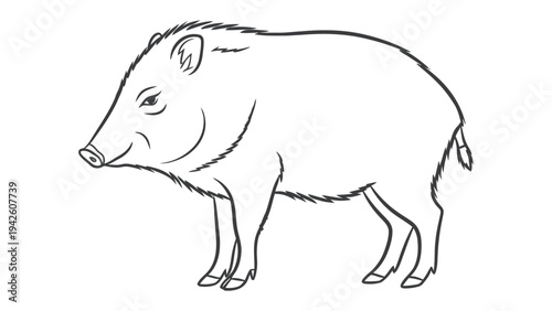 Peccary Illustration: A black and white line drawing of a peccary, also known as a javelina, showcasing its distinct snout and coarse hair.
