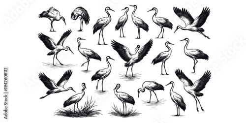 Elegant Crane Sketch Collection: 18 Hand-Drawn Storks in Various Poses, Wildlife Art
