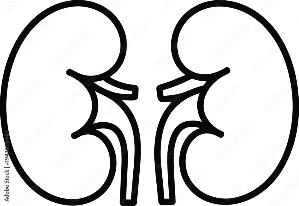 Obraz premium PrintHuman kidney anatomy silhouette vector illustration, medical organ line icon showing urinary system kidneys, healthcare anatomy clipart isolated for education, hospital, and medical design
