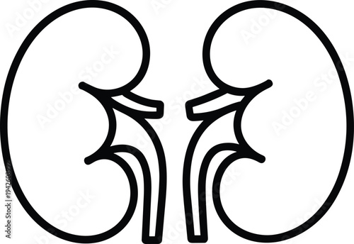PrintHuman kidney anatomy silhouette vector illustration, medical organ line icon showing urinary system kidneys, healthcare anatomy clipart isolated for education, hospital, and medical design
