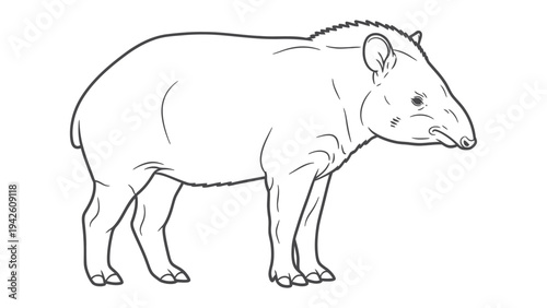 Line Art Tapir: A detailed line art illustration of a tapir, showcasing its unique features against a simple backdrop.