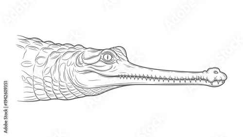 Gharial Head Illustration: A detailed line drawing showcases the distinctive head of a gharial, highlighting its long snout filled with sharp teeth and reptilian scales.