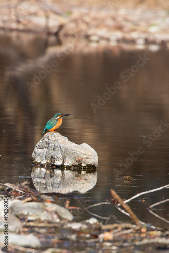 Male Common Kingfisher perched on a rock in the middle of the river, Koma River.