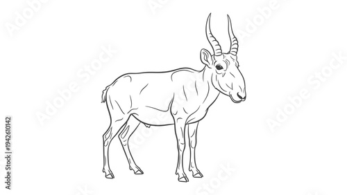 Elegant Saiga Antelope Contour: A refined contour drawing presents a graceful Saiga antelope, its distinctive features captured with artistic precision.