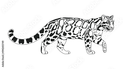 Clouded Leopard Silhouette: A stunning illustration showcases the grace and power of a clouded leopard, its distinctive markings and sleek form beautifully outlined against a simple background.