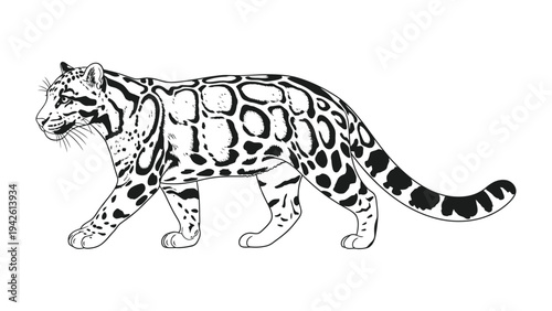 Clouded Leopard Silhouette: A majestic clouded leopard is rendered in a detailed silhouette, showcasing its unique coat pattern and graceful stride. 