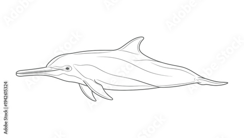 Dolphin illustration: A minimalist monochrome illustration of a dolphin, capturing the grace and fluidity of the marine mammal with a clean line art style. 
