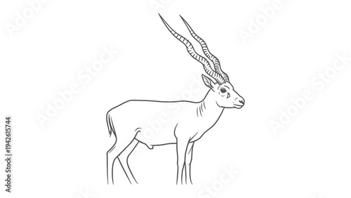 Gazelle Profile Illustration