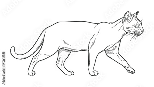 Walking Cat Illustration: A sleek, graceful cat, rendered in elegant line art, strides purposefully across the canvas, its body language conveying confidence and agility.