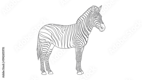 Zebra Contour: A detailed contour drawing captures the elegance of a zebra, showcasing its striking pattern. Emphasizing the zebra's unique stripes and graceful form.
