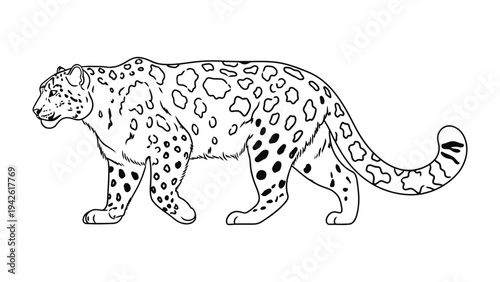 Snow Leopard Illustration: A detailed outline of a snow leopard, highlighting its distinctive markings and graceful form. 