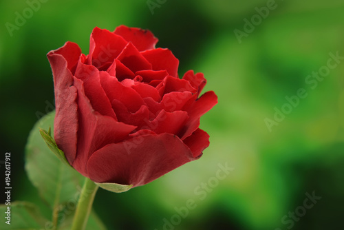 Bright red rose at sunny day in park isolated on deep green blurred natural background