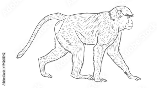 Primate Contour: A detailed black and white illustration of a primate captured in a side profile, perfect for adding a touch of nature-inspired design.