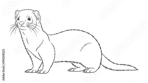 Mink Line Drawing: An elegant illustration of a mink, its slender form and refined features depicted through precise linework, showcasing the natural beauty of the animal.