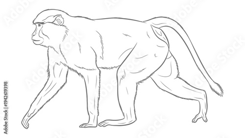 Primate Line Art: Simple line art of a primate walking proudly, showcasing the graceful movement and subtle details of the animal. 
