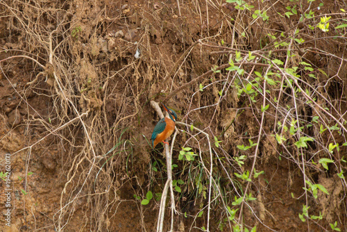 Wild male Kingfisher observing prey from a small branch by the river bank in Japan.