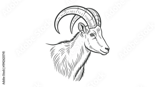 Majestic Ram: A detailed sketch of a proud ram, showcasing its impressive curved horns, strong jawline, and noble demeanor.