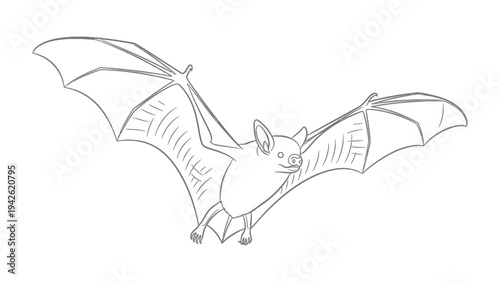 Flying Bat Sketch: A monochrome sketch of a bat in full flight. Its wings, fully extended, depict the essence of its ability. 
