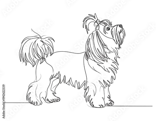 A line drawing of a small, fluffy dog with long hair tied up on its head. It stands with a proud, upward gaze