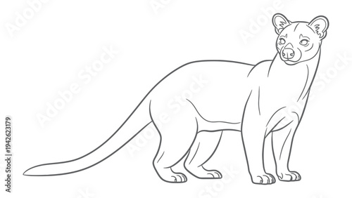 Outline of Fossa: A detailed line drawing portrays a fossa in elegant simplicity, capturing the animal's distinctive features, the image is clean and illustrative.