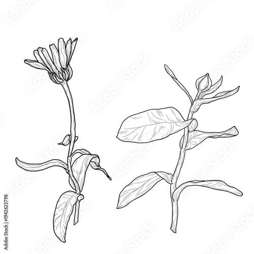 Calendula or chamomile flower on a stem with buds. Vector illustration. Hand-drawn flowers of wild herbs and medicinal plants, set isolated on background. Not AI.