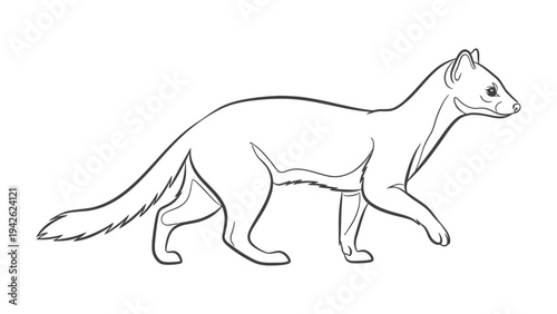 Weasel's Agile Walk: A streamlined weasel is depicted in an elegant line drawing, its lithe form suggesting swift movement and adaptability.