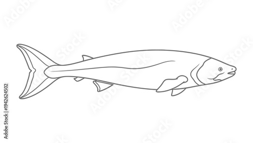 Ocean Fish Contour: A meticulously drawn outline of a fish, capturing its sleek form and anatomical details, ideal for educational or artistic purposes.
