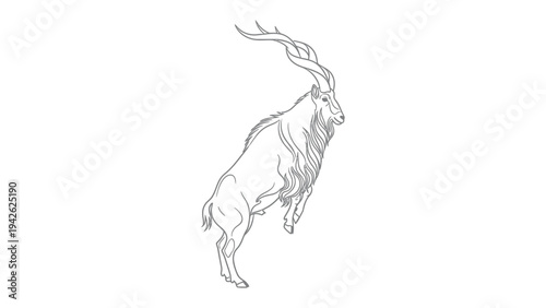 Majestic Markhor Line Art: An exquisite line drawing showcases the proud silhouette of a Markhor, its spiraling horns elegantly reaching towards the sky. The artwork is clean, detailed.