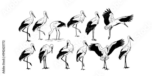 Elegant Crane Sketch Collection: 18 Hand-Drawn Storks in Various Poses, Wildlife Art
