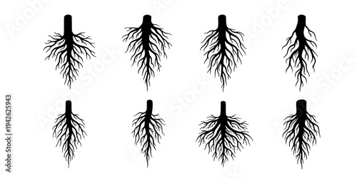 Botanical illustration set of diverse plant root types and systems, including taproots, fibrous roots, tubers, bulbs, and rhizomes in a hand-drawn style.