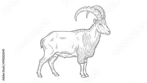 Majestic Ibex Sketch: A detailed monochrome sketch of a magnificent ibex, showcasing its impressive horns and rugged elegance. 