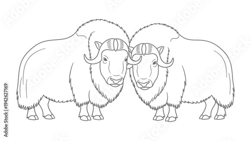 Muskox Couple Line Art: A detailed line drawing features two muskox standing side-by-side, showcasing their shaggy fur and curved horns in a minimalist monochrome style.