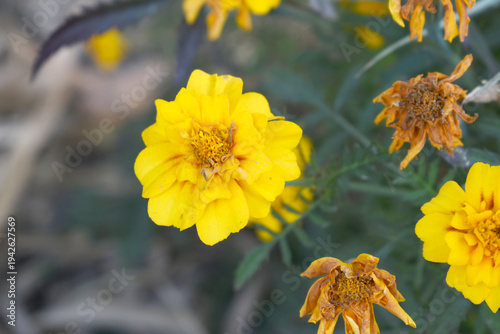 Yellow french marigold flower blossom in garden, Yellow french Mari Gold flowers for decorate garden, Close up of beautiful small marigold flower in garden. Marigold flowers bloom in nature