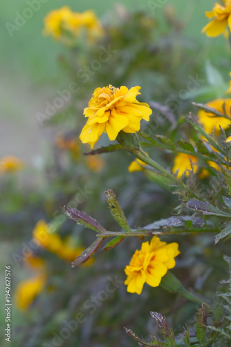 Yellow french marigold flower blossom in garden, Yellow french Mari Gold flowers for decorate garden, Close up of beautiful small marigold flower in garden. Marigold flowers bloom in nature