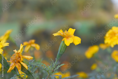 Yellow french marigold flower blossom in garden, Yellow french Mari Gold flowers for decorate garden, Close up of beautiful small marigold flower in garden. Marigold flowers bloom in nature
