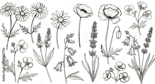 Vintage Wildflower Botanical Engraving Set Hand Drawn Floral Line Art.