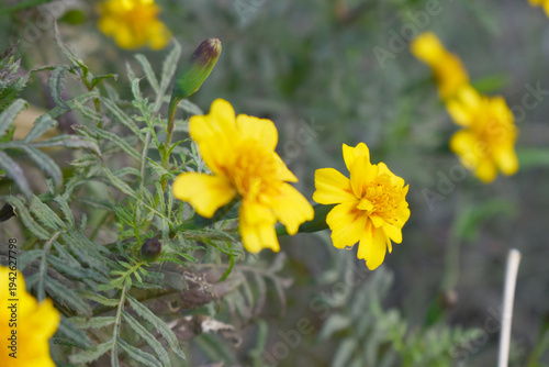Yellow french marigold flower blossom in garden, Yellow french Mari Gold flowers for decorate garden, Close up of beautiful small marigold flower in garden. Marigold flowers bloom in nature