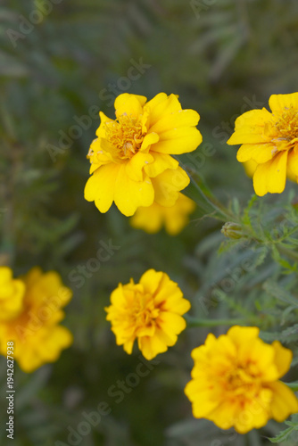 Yellow french marigold flower blossom in garden, Yellow french Mari Gold flowers for decorate garden, Close up of beautiful small marigold flower in garden. Marigold flowers bloom in nature