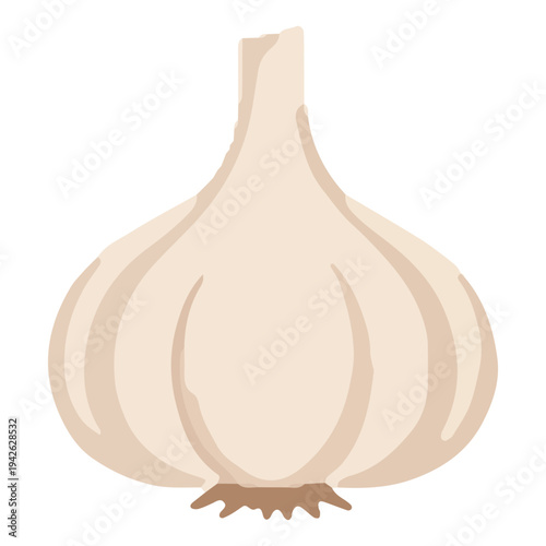 Garlic Bulb Illustration