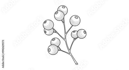 Detailed black and white etching of small berries cluster on a branch representing botanical illustrations of wild forest fruit.