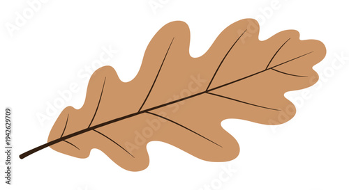 Single tan colored oak leaf with rounded lobes representing the warm and earthy tones of the changing autumn foliage season.