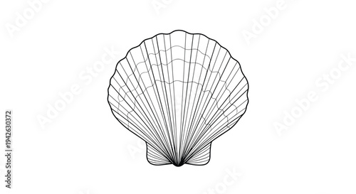 Detailed black and white line drawing of a scallop seashell shows the intricate ribbing and elegant fan shape of the marine shell.