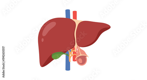 Anatomical illustration of the human liver and gallbladder showing veins and arteries clearly on a plain white background.