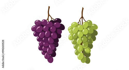 Two bunches of fresh grapes one deep purple and one vibrant green hanging from brown stems on a white background.