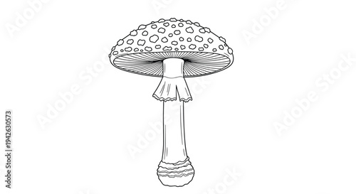 Intricate black and white engraving style sketch of a classic fly agaric mushroom showing detailed spots and gills for scientific illustration.
