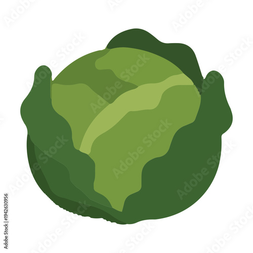 Green Cabbage Icon Isolated